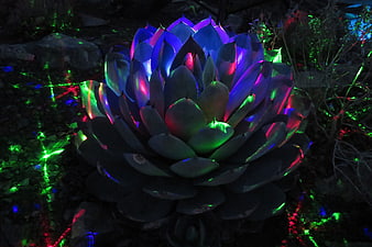 Colorful LED lights illuminating a large succulent plant at night