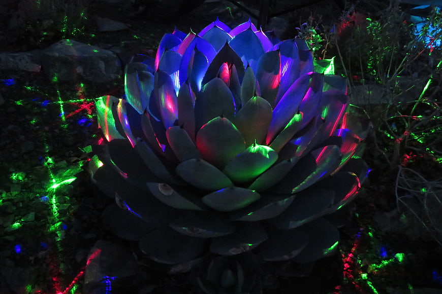 Colorful LED lights illuminating a large succulent plant at night