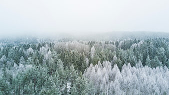 Aerial View of Snowy Winter Forest in Fog