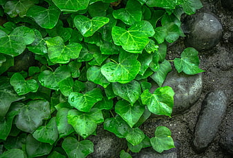 Vibrant Green Ivy Leaves with Water Droplets on Dark Stones