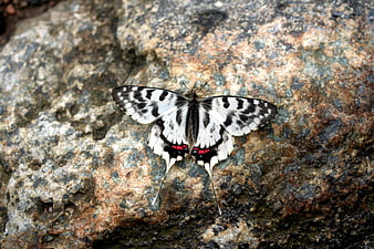 Black and White Butterfly with Red Spots on Rock