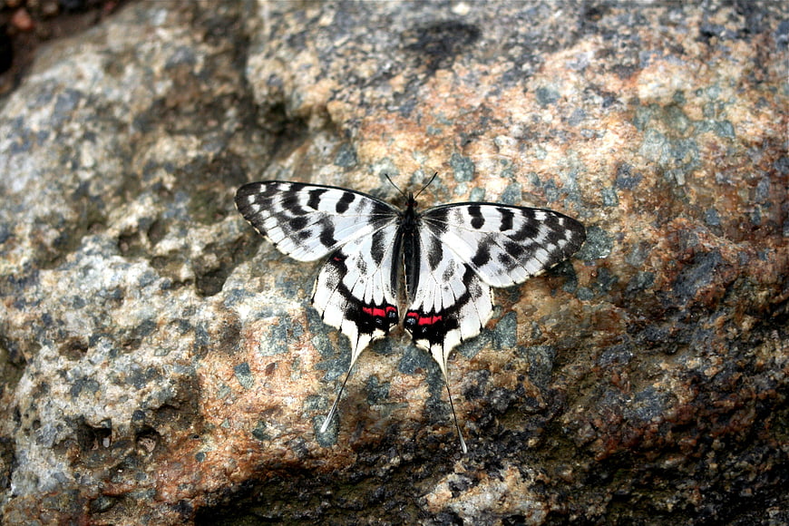 Black and White Butterfly with Red Spots on Rock