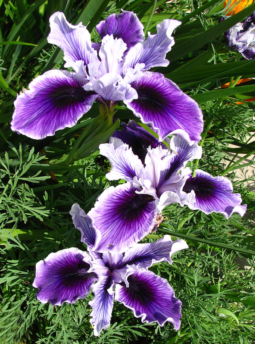 Vibrant purple and white dwarf iris flowers in garden