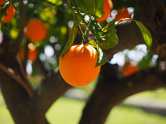 Ripe Orange Hanging on Tree Branch in Sunlight