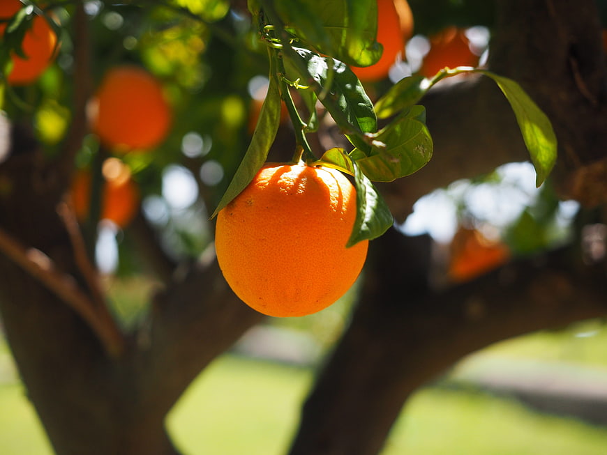 Ripe Orange Hanging on Tree Branch in Sunlight