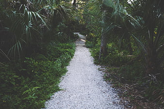 Winding Gravel Path Through Lush Green Forest