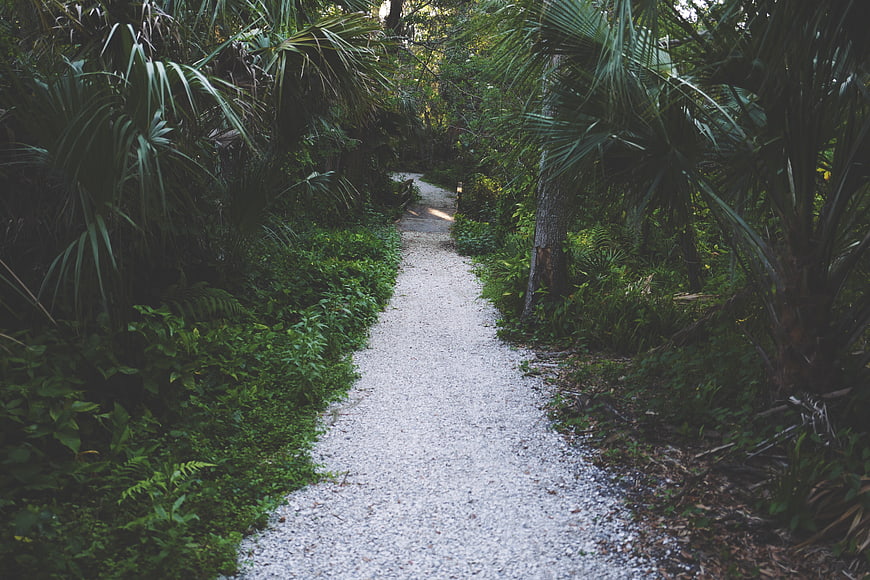 Winding Gravel Path Through Lush Green Forest