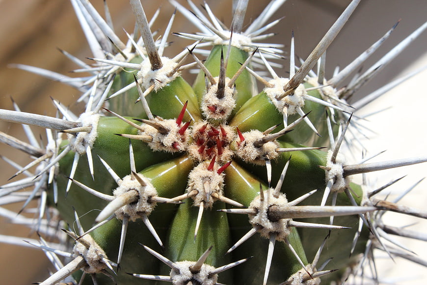 Close-up of green cactus with sharp white spines and red tips