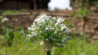 Close-up of white onion flower bloom in garden