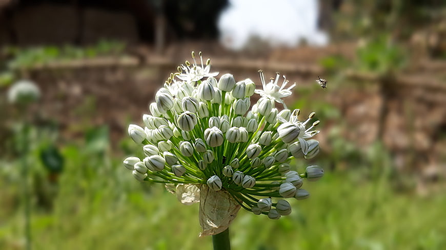 Close-up of white onion flower bloom in garden
