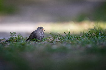 Small dove sitting on grass with blurred background