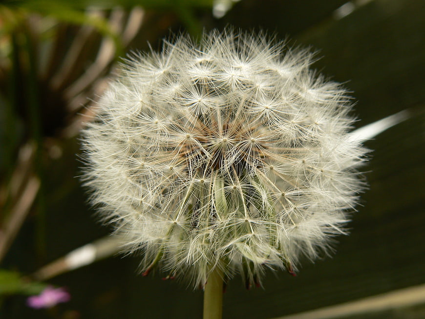 Close-up of a fluffy white dandelion seed head
