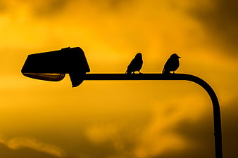 Silhouette of Two Birds on Street Lamp at Sunset