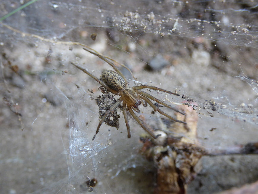 Close-up of a spider in a dusty web