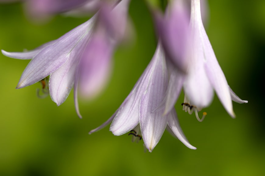 Close-up of delicate purple hosta flowers on green background