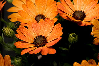 Vibrant Orange Gerbera Daisies with Water Droplets