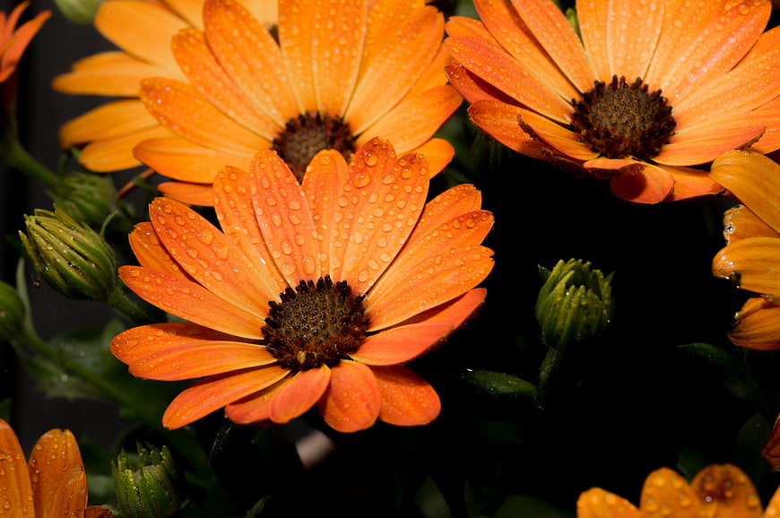 Vibrant Orange Gerbera Daisies with Water Droplets