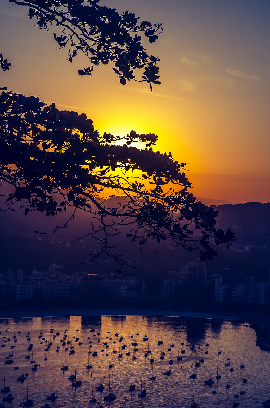 Sunset Silhouette of Tree Branches Over Harbor with Boats