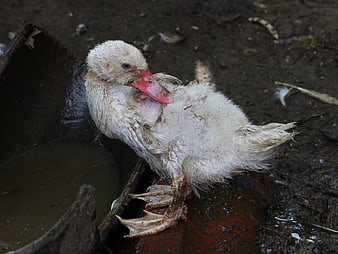 Dirty white duckling preening feathers on muddy ground