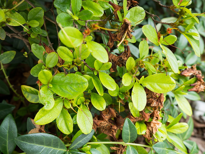 Close-up of Green Bush Leaves with Dried Branches