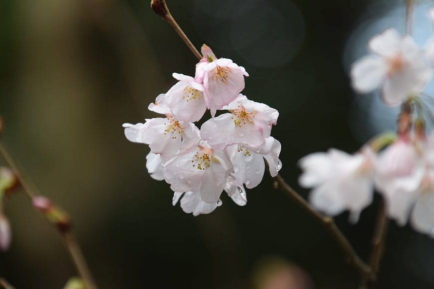Close-up of pink cherry blossoms with raindrops on dark background