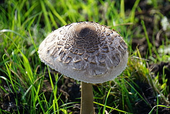 Close-up of a Parasol Mushroom in Green Grass