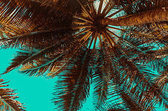 Low Angle View of Palm Tree Fronds Against Turquoise Sky