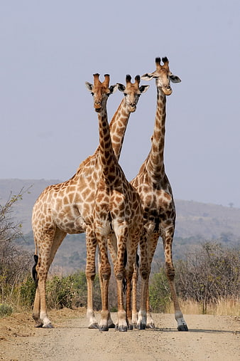 Three Giraffes Standing Together on African Savanna Road