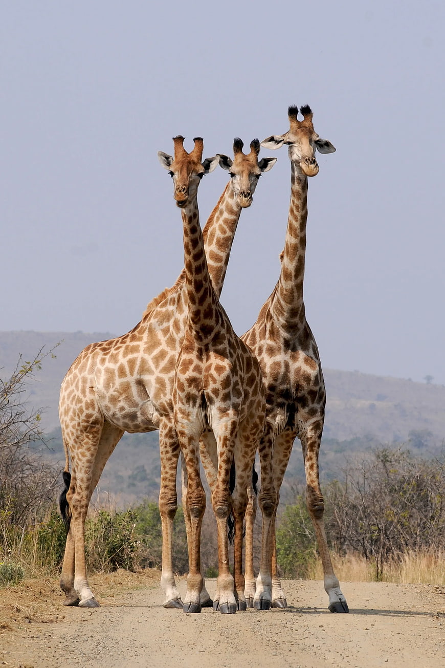Three Giraffes Standing Together on African Savanna Road
