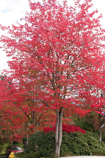 Vibrant Red Autumn Tree with Full Foliage