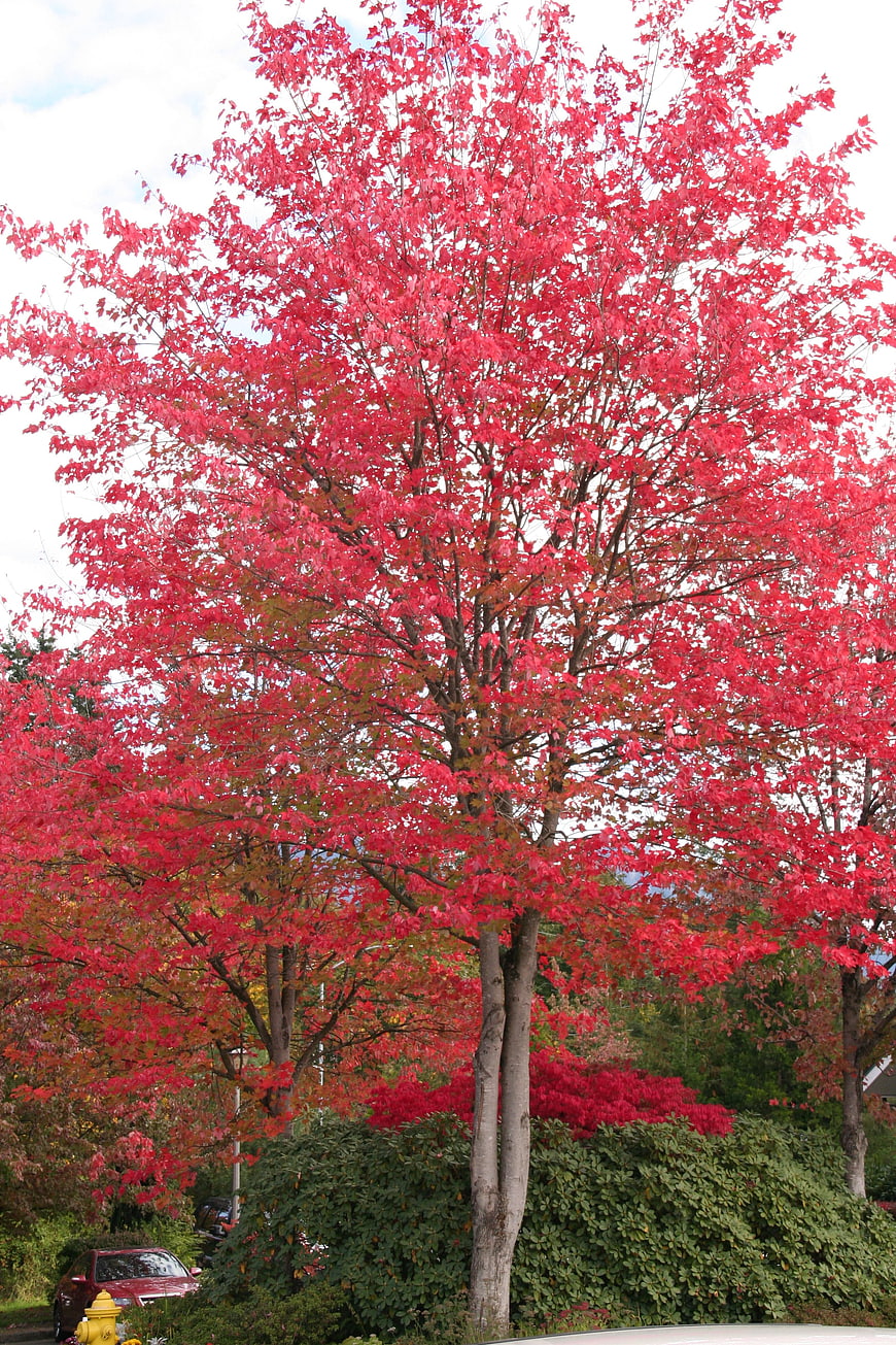 Vibrant Red Autumn Tree with Full Foliage