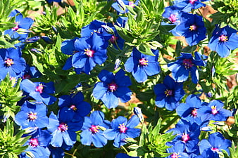 Vibrant Blue Anchusa Flowers in Sunlight