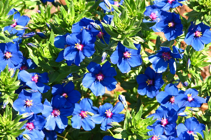 Vibrant Blue Anchusa Flowers in Sunlight