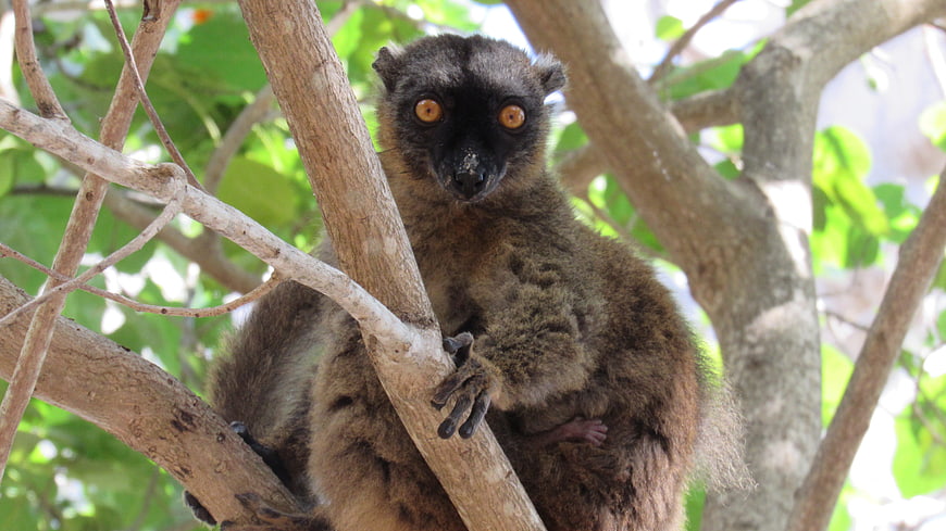 Cute brown lemur with orange eyes perched in a tree