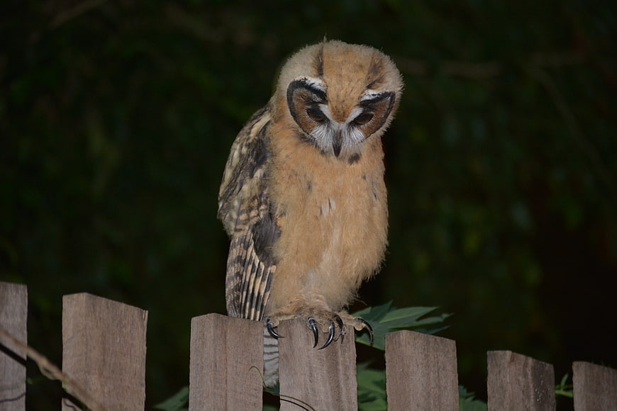 Close-up of a Burrowing Owl perched on a wooden fence