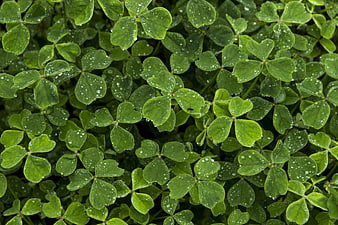 Close-up of green clover leaves with water droplets