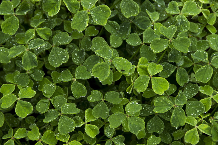 Close-up of green clover leaves with water droplets