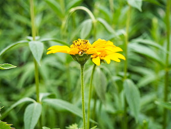 Close-up of Yellow Wildflower in Green Garden