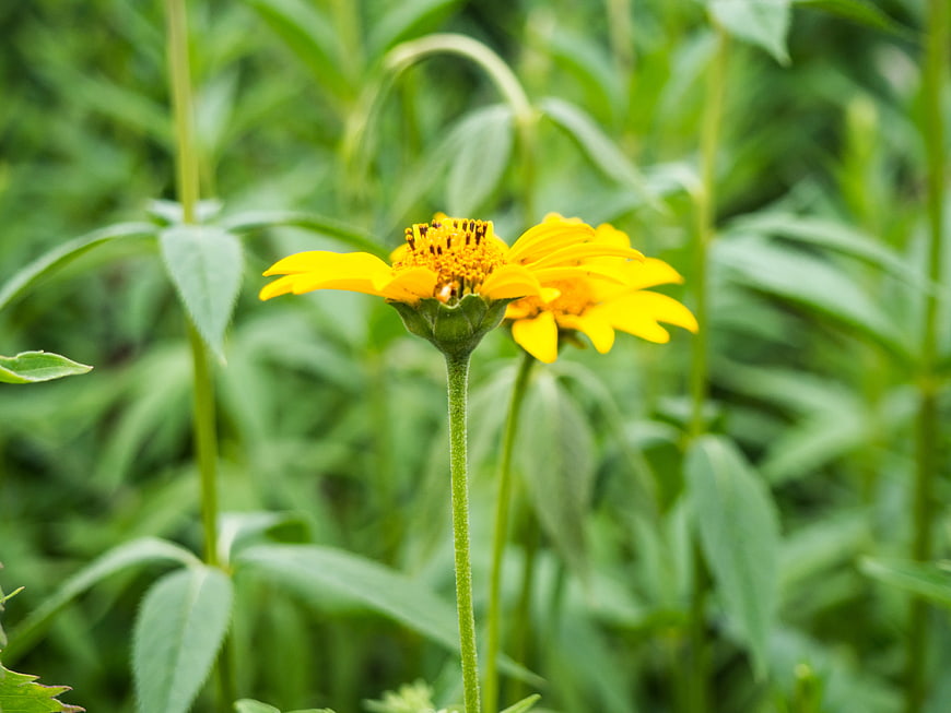 Close-up of Yellow Wildflower in Green Garden