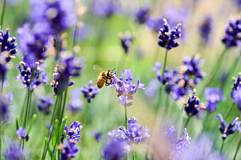 Honeybee Pollinating Lavender Flower In Summer Garden