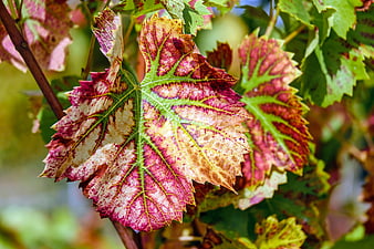 Close-up of colorful autumn grapevine leaves with red and green veins
