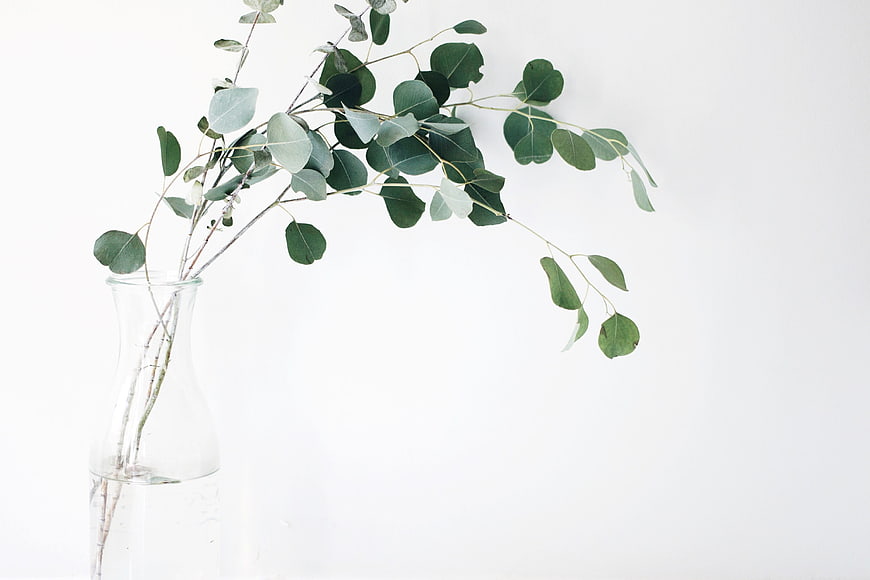 Minimalist Eucalyptus Branches in Clear Glass Vase on White Background
