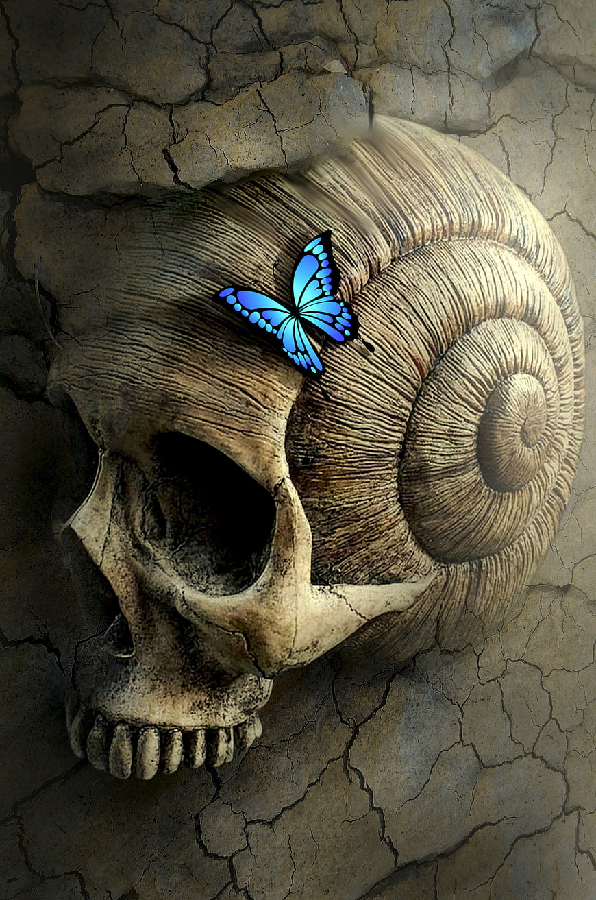 Surreal skull with snail shell and blue butterfly on cracked earth