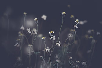 Delicate white wildflowers against a moody dark background