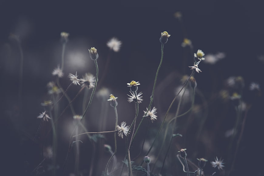 Delicate white wildflowers against a moody dark background