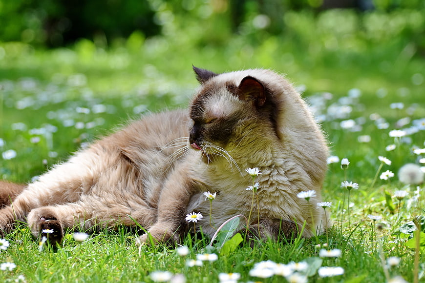 Fluffy Ragdoll Cat Licking Lips in Green Meadow