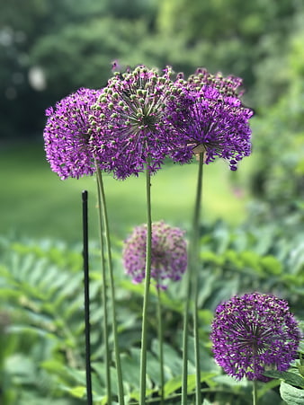 Vibrant Purple Allium Flowers in a Green Garden
