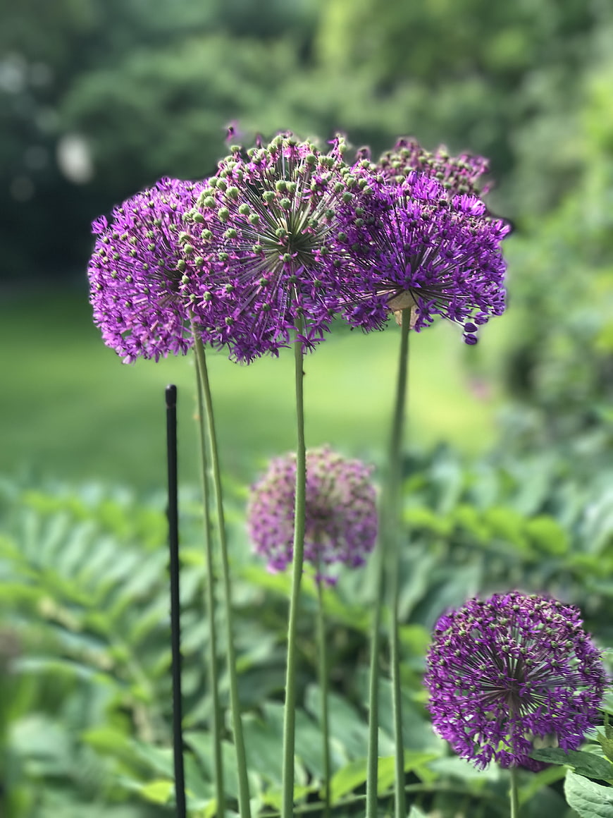 Vibrant Purple Allium Flowers in a Green Garden