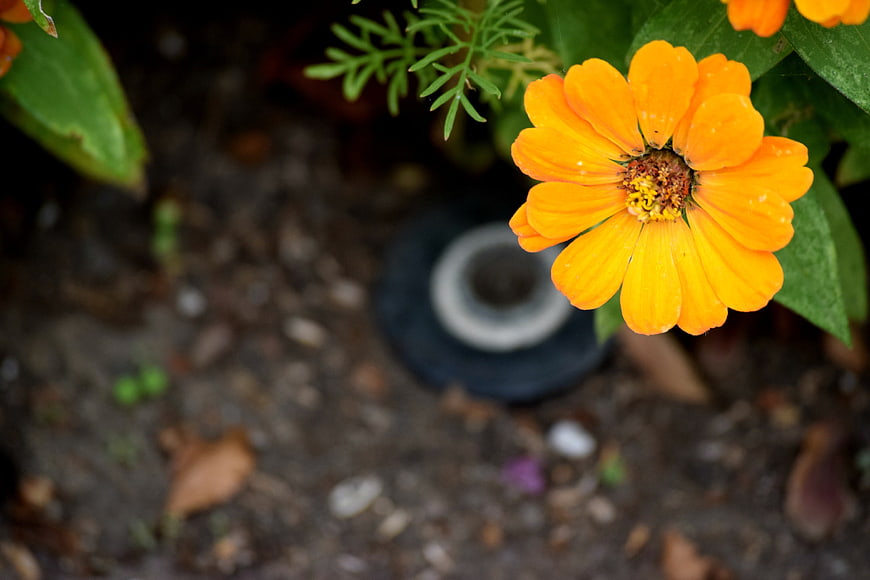 Vibrant Orange Zinnia Flower in Garden Soil