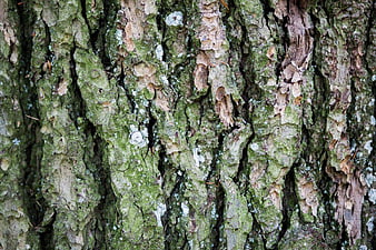 Close-up Texture of Mossy Tree Bark in Forest